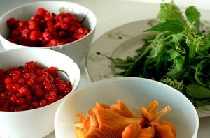 L'ortie biologique plante excellente pour la santé