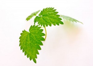 Vertus de la feuilles d' ortie biologique