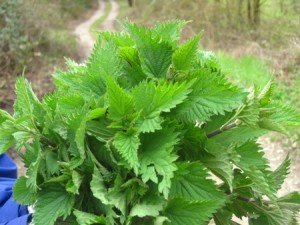 ortie-bio-recettes-piquante-purin-bienfaits-tisane-plante-soupe-cheveux-silice-blanche-piqure-antioxydant-naturel-bienfaits (3) L'ortie biologique