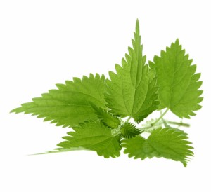La feuille d' ortie biologique