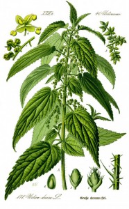 L'ortie