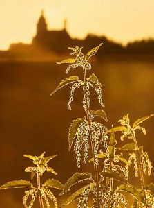 L’ortie, des usages autrefois très variés !